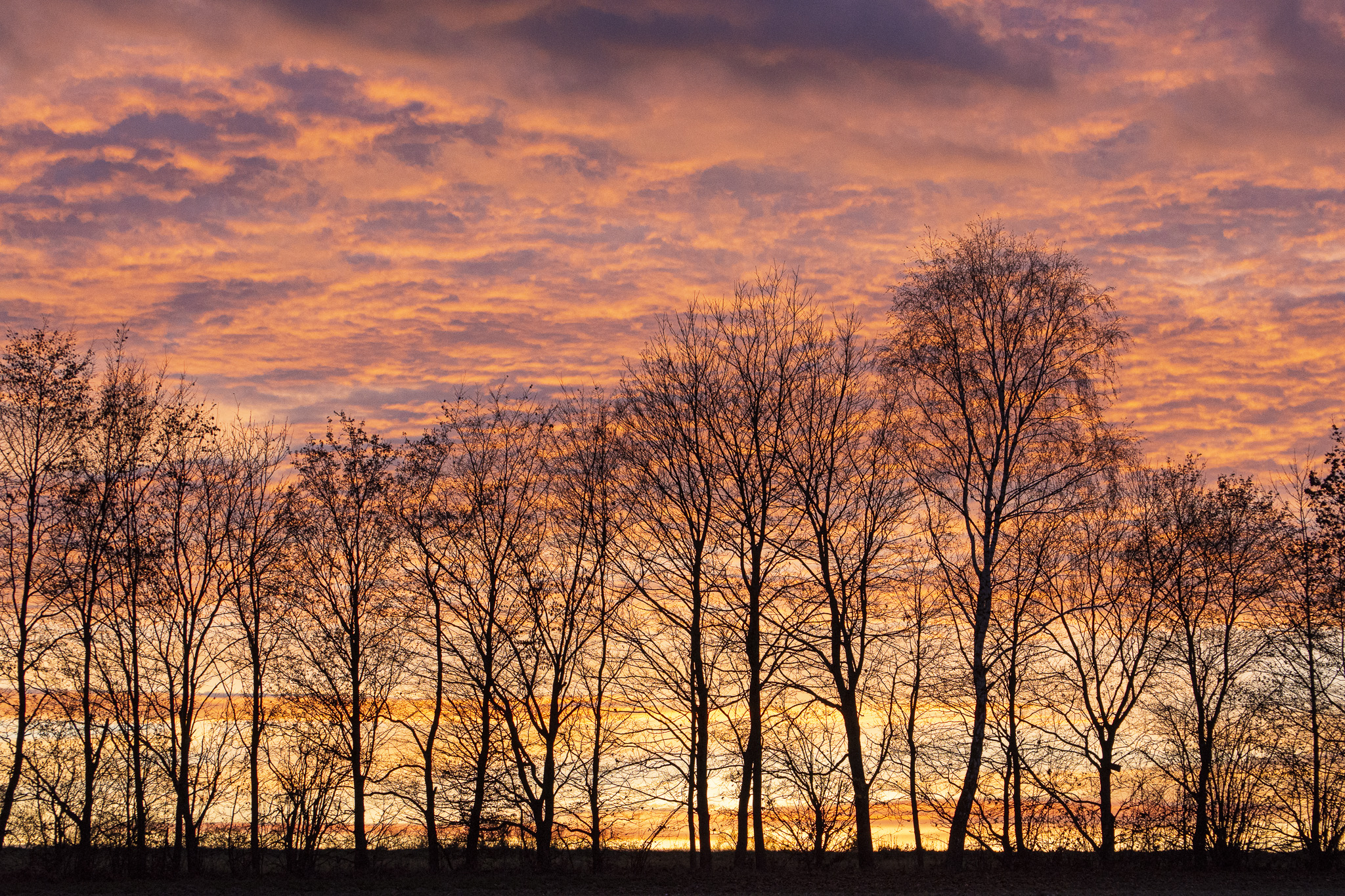 Baumreihe in Taunus gegen Sonnenuntergangslicht mit rot-violett angestrahlten Wolken.