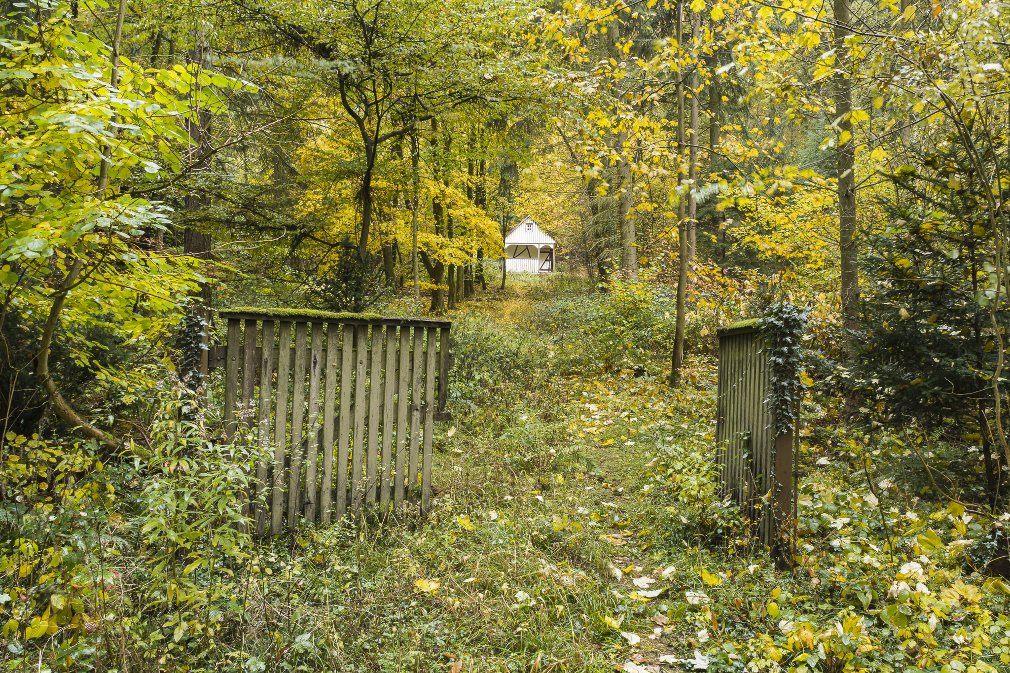 Weißes Waldhaeuschen im Herbstregen.