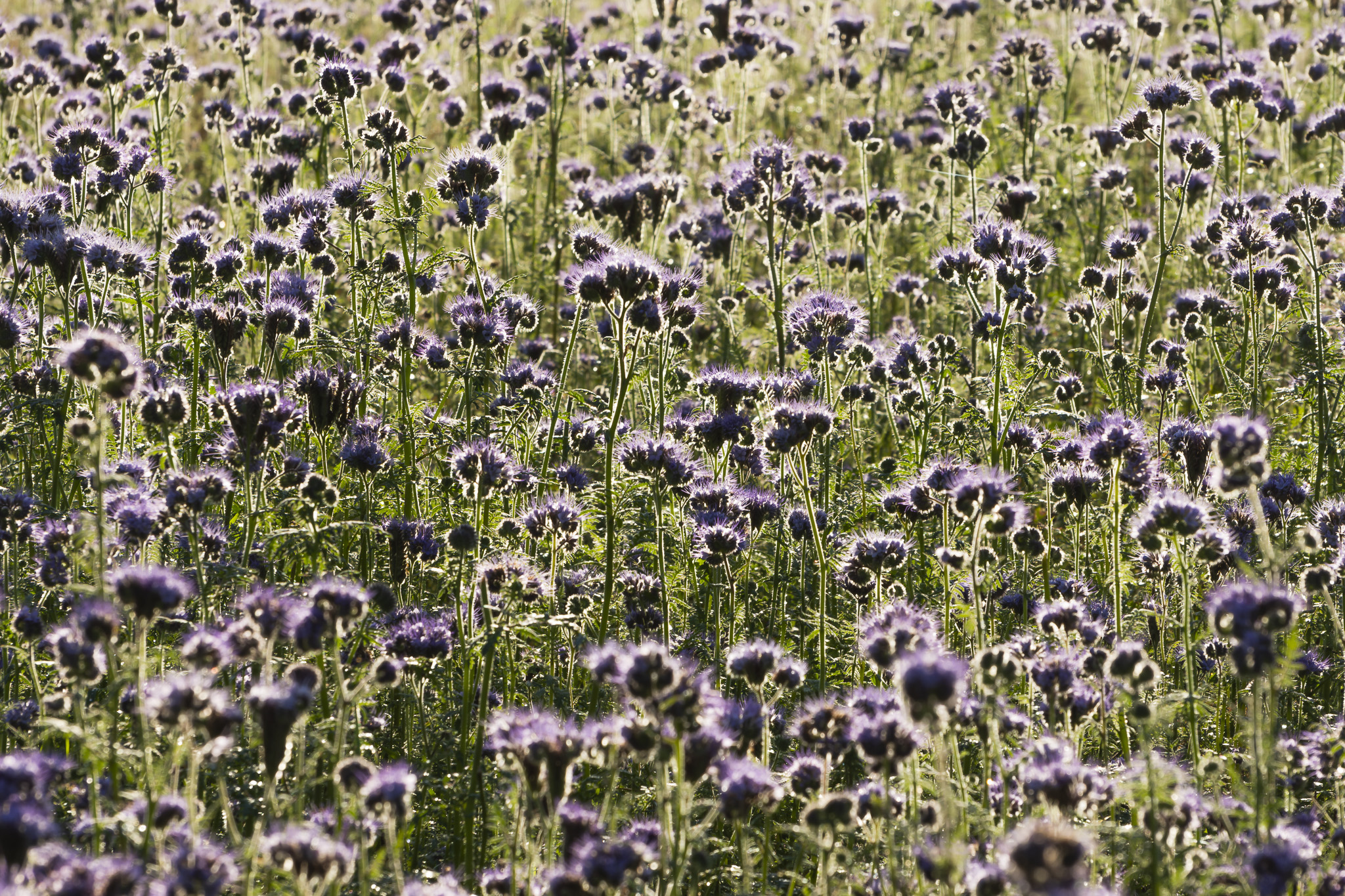 Feld volelr violetten Blüten im Licht der untergehende Sonne.