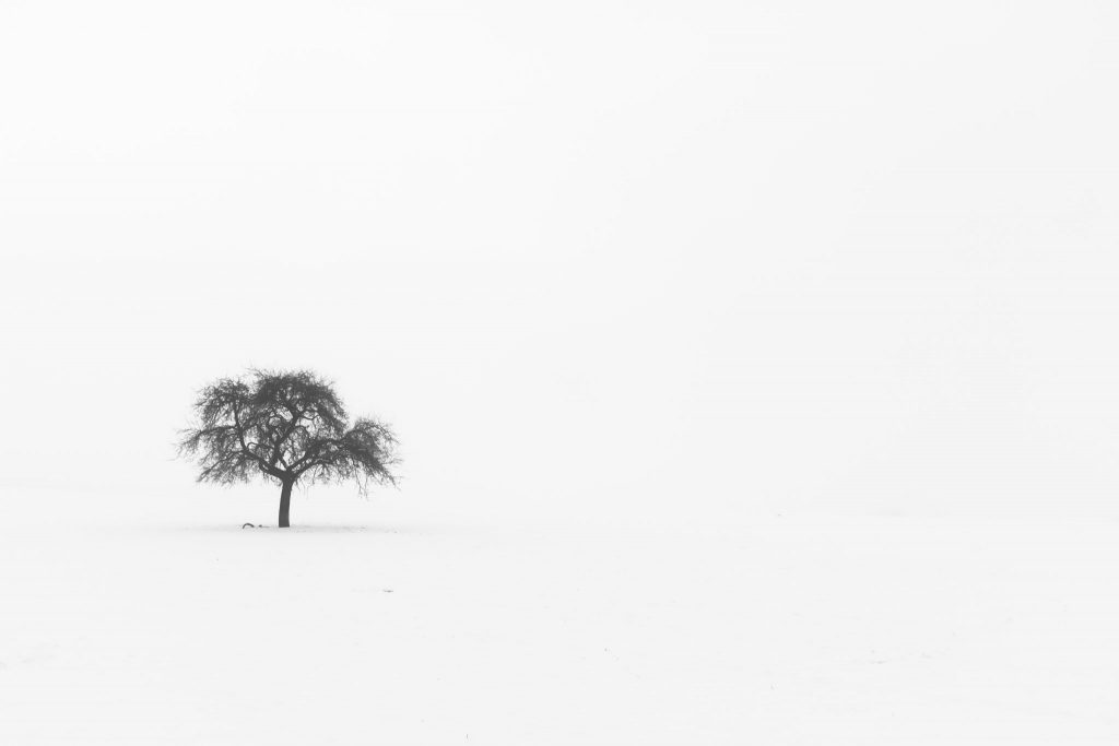 Ein kahler Baum steht einsam in der weiten Winterlandschaft, von Stille und Leere umgeben.